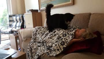 Myscha being woken up for a cat cuddle in England.