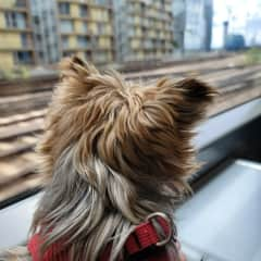 Train buddy