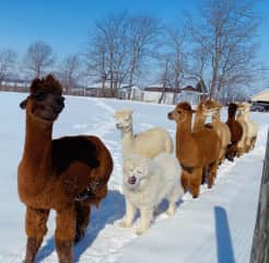 Our spoiled girls who refused to walk in the deep snow. So they all walked in a row to be fed.