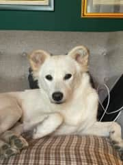 Lana is our youngest girl. She's very cuddly, energetic and likes people.