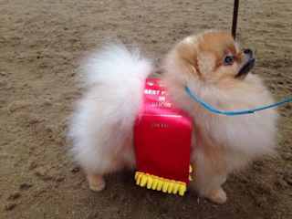 Our little Milo we imported - little sweetheart definitely from Russia with Love. My daughter used to show getting Best Puppy in Show judged by the legendary Crufts judge Frank Kane