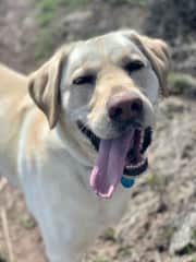 Fletch is a super friendly lab! He just needs 1-2 easy walks a day, as he is getting older. He loves to play fetch, but we have to take it easy now that he’s 11. He only needs pills with breakfast. He eats twice a day.