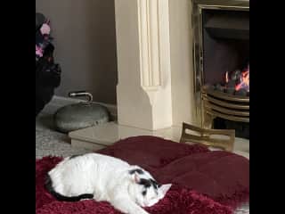 Bobby doing what he does best.  Our daughter rescued him at 6 hours old when he was rejected by his mum - a stray cat at the stables.  Lots of sleepless nights and the most expensive “free” cat ever!  The vet has told us that Bobby thinks he is a human!