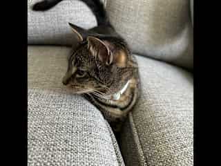 Ash loves the middle spot of the couch