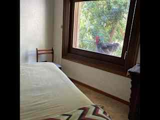 “Peeps”, the rooster, saying hello.