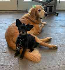 Layla and Bentley…two great friends who spent 13+ years together