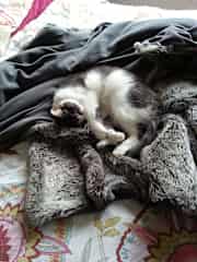 Kipling asleep