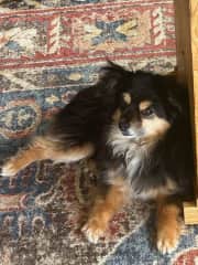 Sweet alpha female, Saisy, Cortez, Colorado
2023