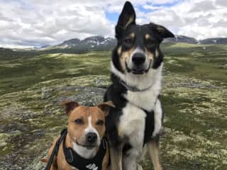 One tired and one relentless dog trekking