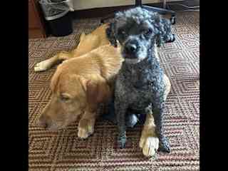 Teddy is the little black poodle