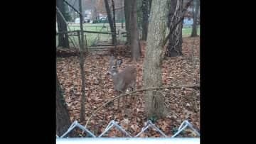 Deer friends visit often on other side of the fence