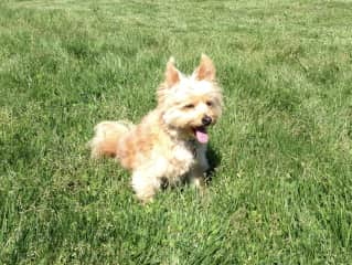 Charlie in a park