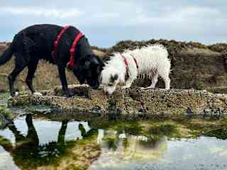 Yoko and Seamus rockpooling at our favourite local beach; East strand.