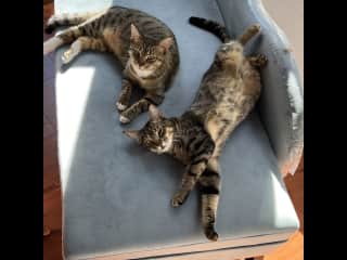 The cats are usually the best of friends...except when they're not.