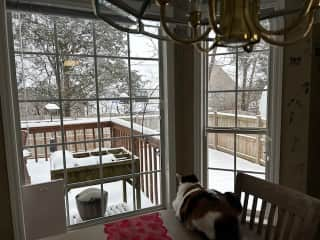 Deck (and kitty) - photo taken from the dining area