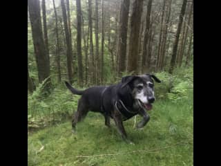 We like a good walk.