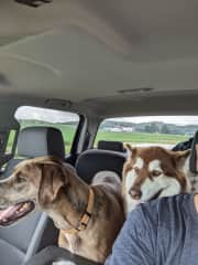 They enjoy going for rides in the truck