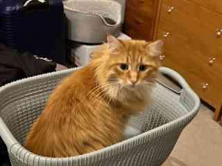 Ronald Weasley. Our Maine Coon cat