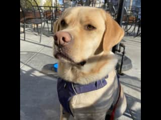 Buck is ready to walk after a brewery visit.