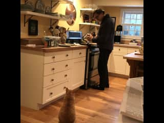 Wrigley waiting patiently for some scrambled eggs in kitchen