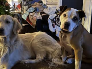 Luna & Zeus watching me read.