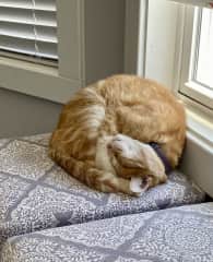 Charlie. The neighborhood cat that has adopted me.