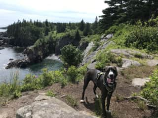 Jazzy on a hike along the Bold Coast in Cutler, ME