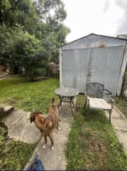 Back yard with shed.