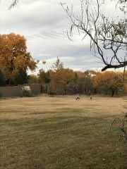 Sandhill cranes winter over