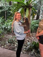 Once in a lifetime holding a koala in a sanctuary