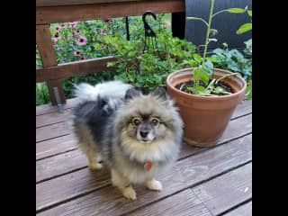 Joko is called a Sable Wolf Pomerainian meaning his color.