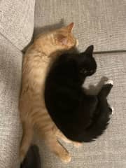 Brothers snuggling together