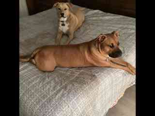 Dexter and Jake