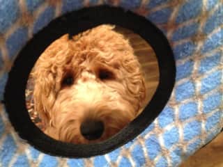 My name is Puppy Diane and I’m an Irishdoodle.  Rissa has puppy sat me since I was three months old.  She loves to play with me.