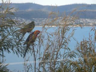 Parrots from deck