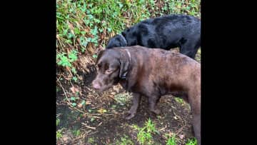 The girls in Coleman’s woods