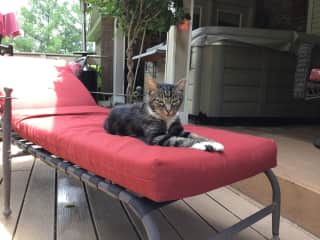 My cat, Nip