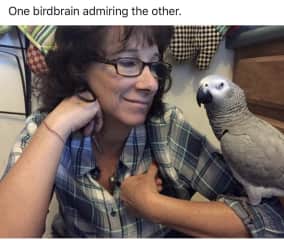 Two birdbrains