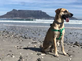 He loooves Cape Town!!! Like all of us!