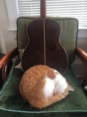 Our Musical Kitty