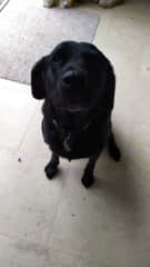 Bodie is incredibly friendly and soppy! She has a very easy temperament. She loves nothing more than a tummy rub and general cuddles. She also loves a good daily walk around the local fields.