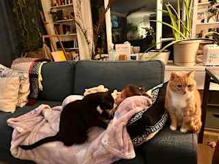 Gemma and Fitz both like to cuddle on the couch with you