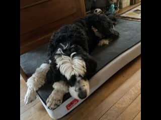 Sofie taking a little rest on her bed in the kitchen