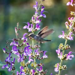 Slow down and observe wildlife in our garden.