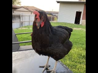 This one sneaks out if we don’t keep her wings clipped and destroys the garden