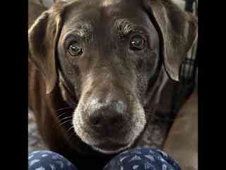 Paisley