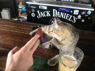 This cheeky boy was the bar kitty at a beer bar in St. Martin. He would steal away with your glasses if you aren’t paying attention!