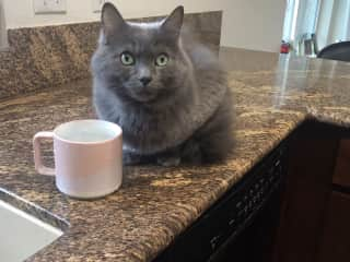 Mikey likes to drink out of mugs.. like me. he likes fresh water only lol