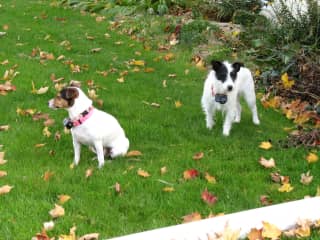 Daisy and Olive - our twin Jack Russel’s. We were fortunate to have them for 14 years.