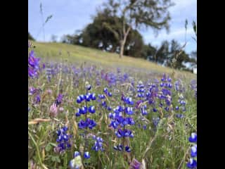 Spring Lupines blooming on the hillside.